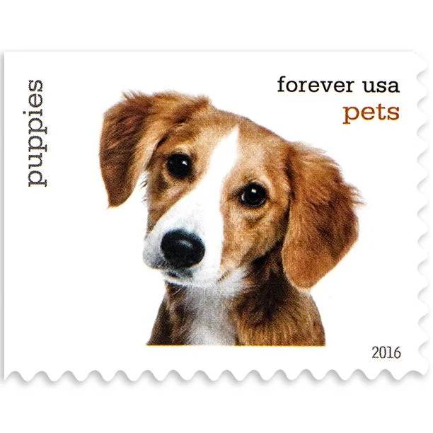 2016-pets-celebrate-animals-usps-forever-stamps-authentic-postage-authstamps (2) 2016 Pets Celebrate Animals-USPS Forever Stamps(Booklet) - Image 1