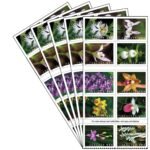 2020 Wild Orchids-USPS Forever Stamps（Booklet） - Image 2