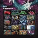 2023 Life Magnified-USPS Forever Stamps（Sheet）