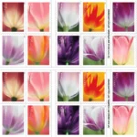 2023 Tulip Blossoms-USPS Forever Stamps（Booklet） - Image 2